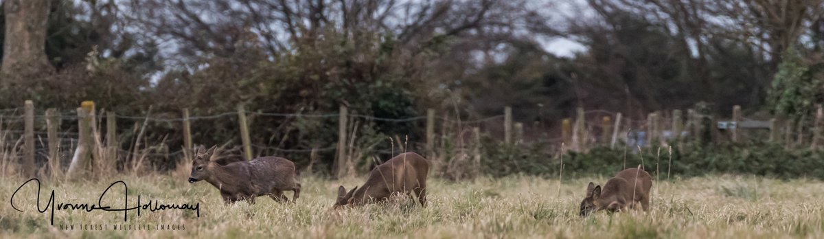 The friendly Robin, quite curious and Roe deer in the meadow @Natures_Voice @BBCSpringwatch @BBCEarth @WildlifeTrusts @wildlife_uk @CanonUKandIE #TwitterNatureCommunity @natureslover_s #BBCWildlifePOTD #eosrp @NewForestNPA