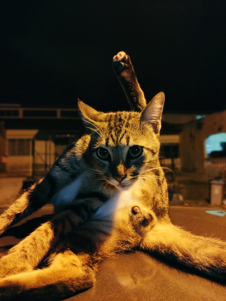 Nakal betul mamat sekor ni.