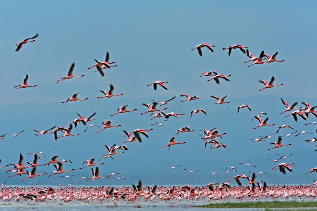 Lake Nakuru, Kenya
#BirdsInFlocks