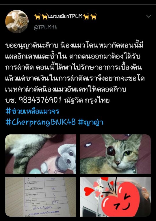 มีน้องแมวโดนหมากัดตอนนี้น้องมีอาการแผลอักเสพและช้ำในตาถลนออกมาด้วยสำหรับใครที่อยากโดเนทค่าผ่าตัดให้น้องรายละเอียดอยู่ในรูปภาพเลยค่ะ สงสารน้องมาก