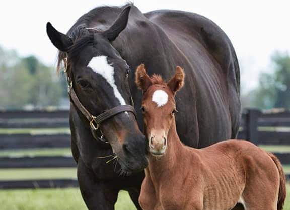 La hija de la espectacular ZENYATTA por Candy Ride 2020 se llamara ZILKHA