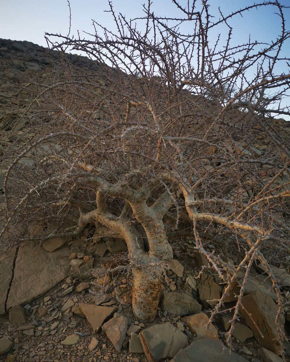 جبال قرية #الصرم وبقايا بعض المقابر القديمة وشجرة المقل #جبال #اثار