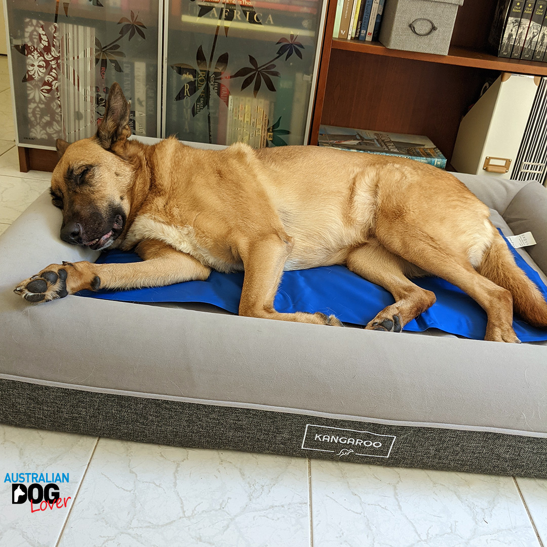 OzDogLover's tweet photo. When it's too hot π₯ outside, Aramis defaults to snooze mode!ππ€Her #KangarooDogBed is big enough for a full stretch and the #selfcoolingmat keeps her very comfortable!π
Find our Full Review at https://t.co/IbGZdvEVLn
#memoryfoamdogbed #summerdogbed #doglife https://t.co/n8HJq63qmj