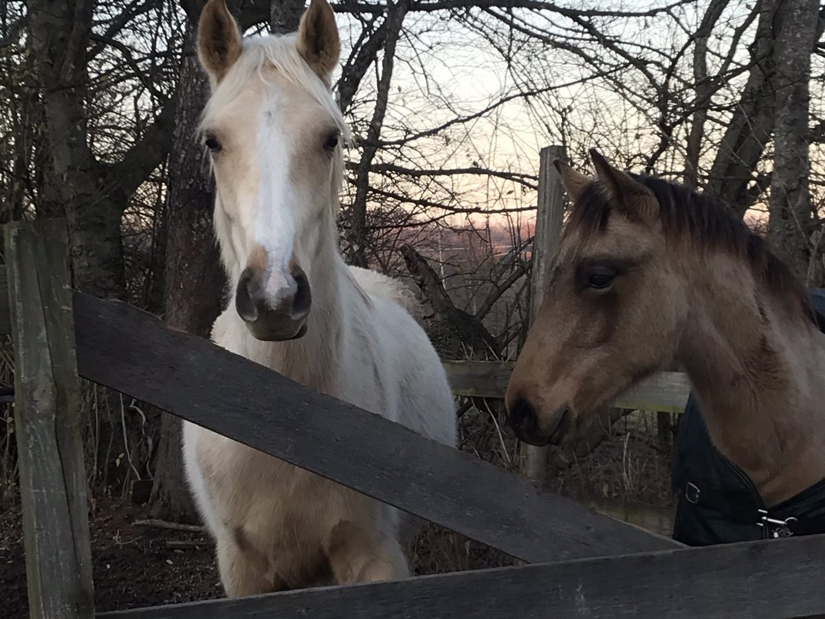 Best buddies. #horses