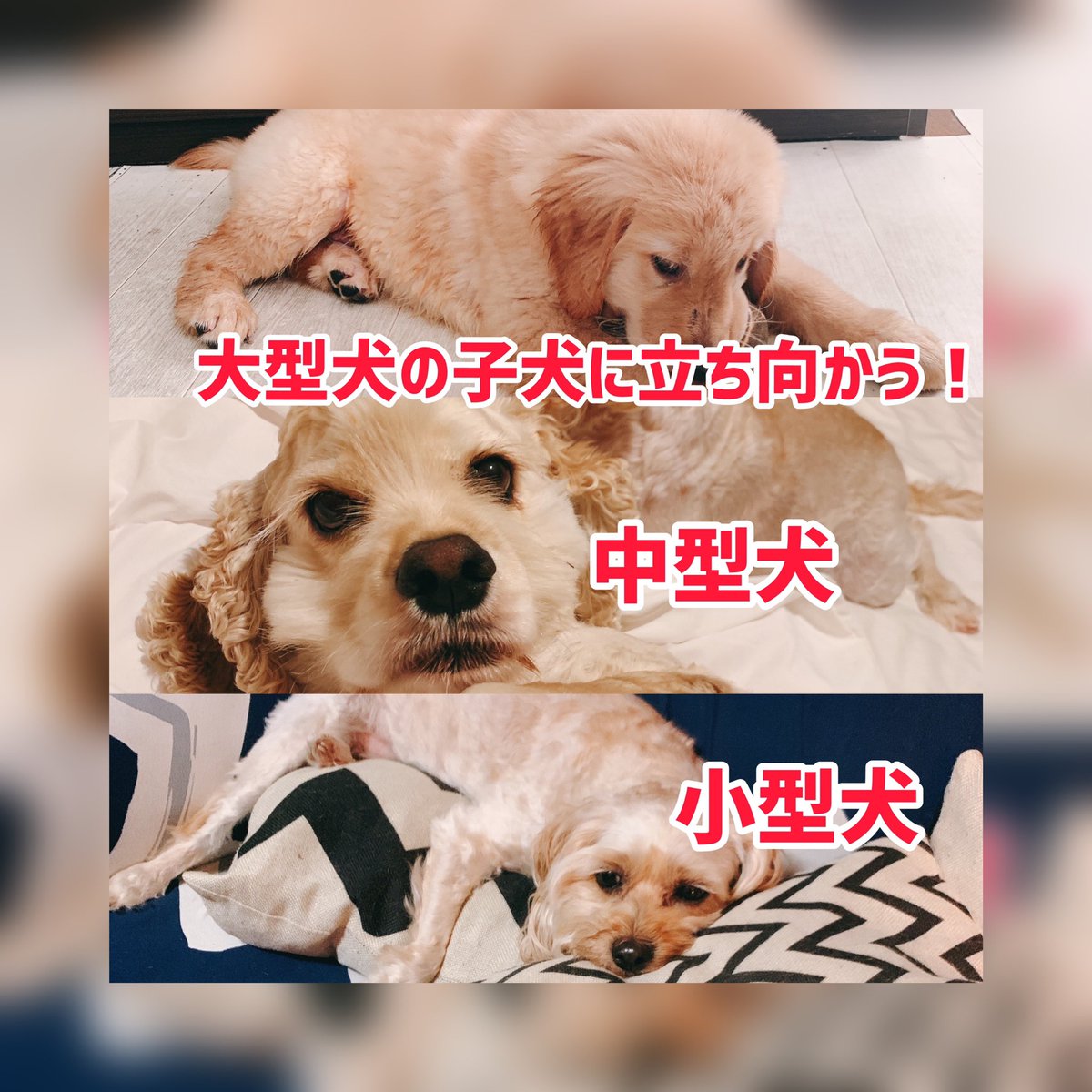 はこちゃん V Twitter Youtubeアップします 愛犬 ゴールデンレトリバー アメリカンコッカースパニエル キャバプー はこちゃん V Twitter Youtubeアップします 愛犬 ゴールデンレトリバー アメリカンコッカースパニエル キャバプー