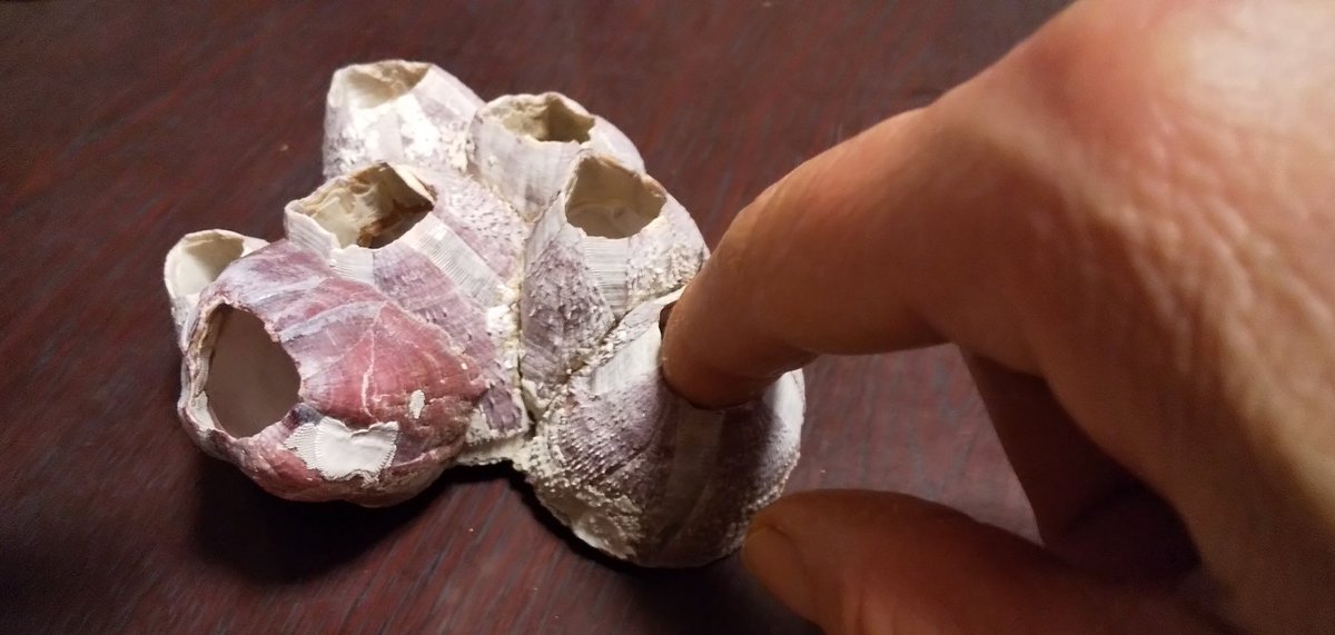 あのフジツボの抜け殻がこんなにエイリアンっぽくてカッコイイものだったとは なんかゾワゾワくるな Togetter