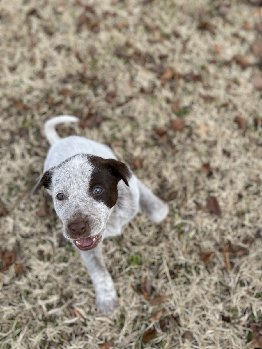 _taylorraee's tweet photo. Best week ever🐶 #rescuepuppy #winniethebish 

HES THE DOG EMOJI 😭 https://t.co/xvYdMCJUGF