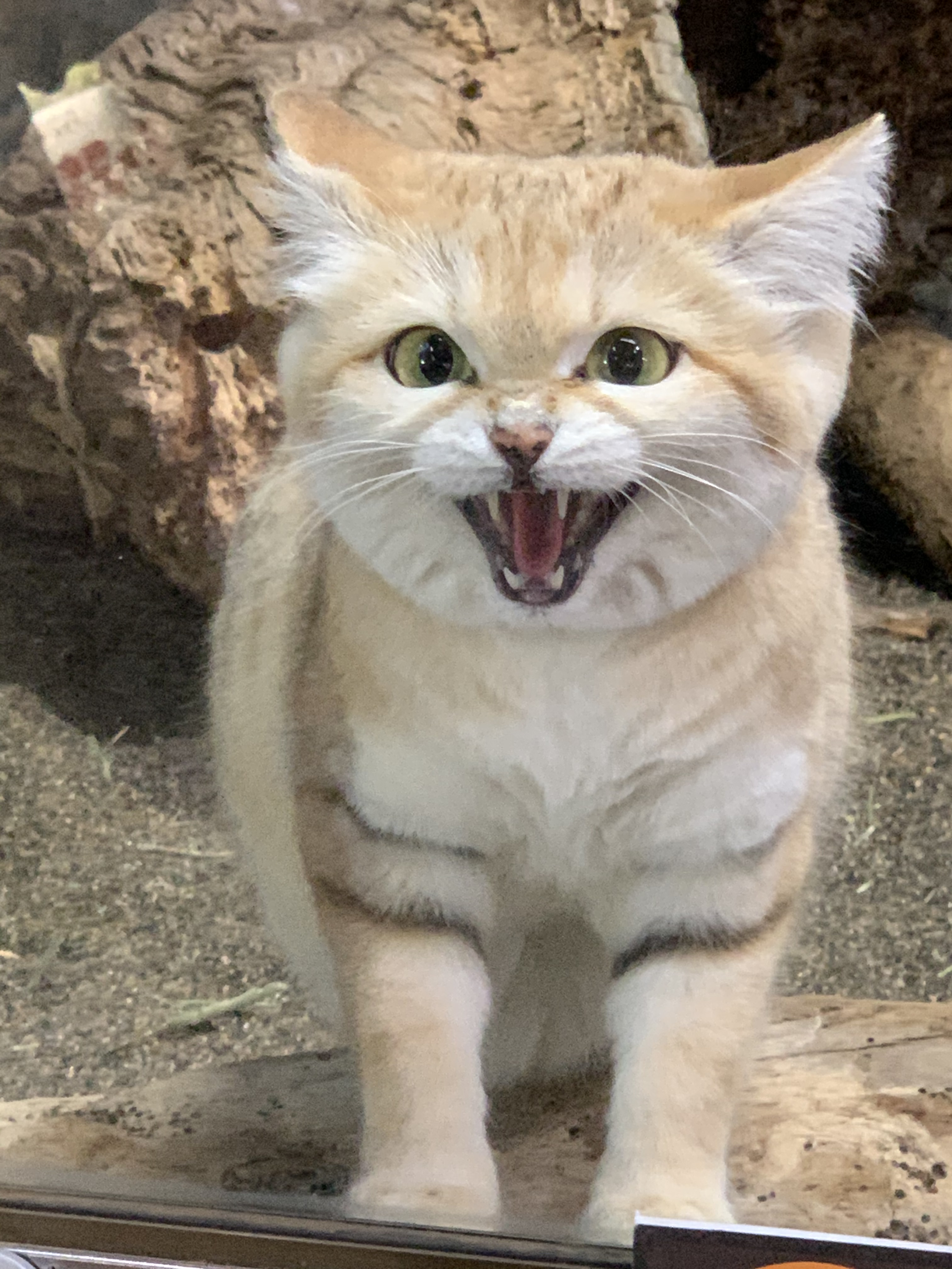 那須どうぶつ王国 スナネコは過酷な環境に生息する野生動物 警戒心が強く砂漠で行く抜く身体機能を保持 可愛らしい動物ですが牙も鋭く気性も荒いのでペットには不向 スナネコを知りその生息環境を守っていくためにも 野生のスナネコの姿を想像して