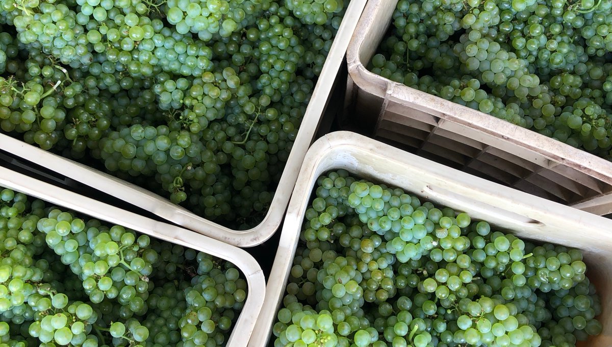 babylonstoren's tweet photo. We kicked off he harvest season this week, with the first #Chardonnay grapes for our #Sprankel MCC. 🥂 https://t.co/qHgdLiJM0k