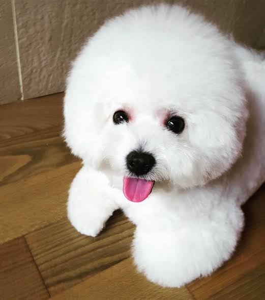 V had 3 dogsYeontan, Soonshim, Ssyongssyong And a cat.