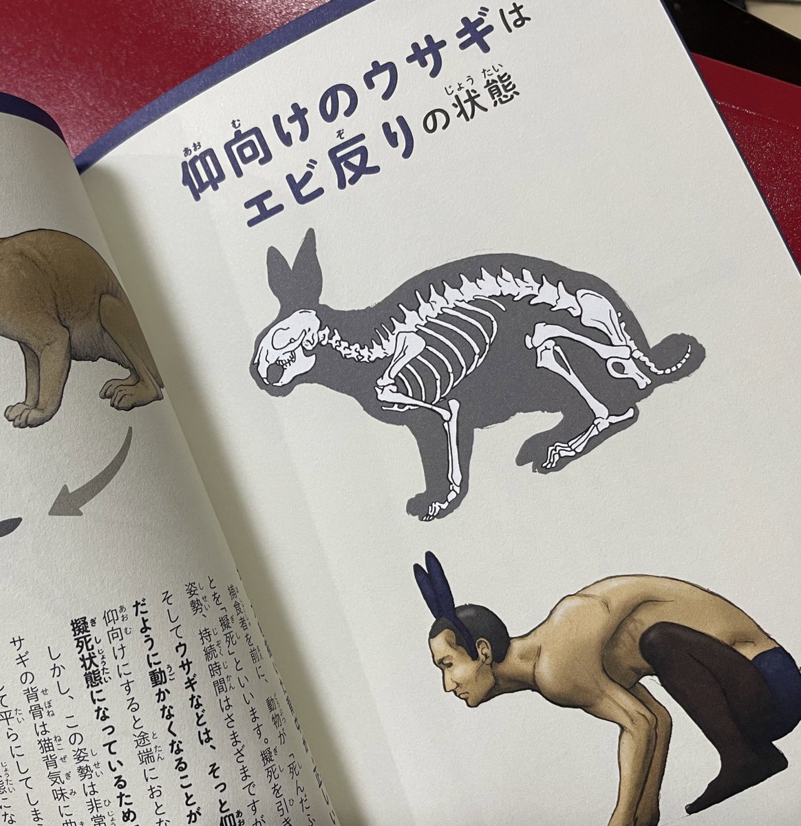 吉田裕子 国語講師 友人から誕生日プレゼントにおもしろい本をもらいました くらべる骨格動物図鑑 妙にリアルでシュール なイラストに笑いながら いろんな動物のことを学べます