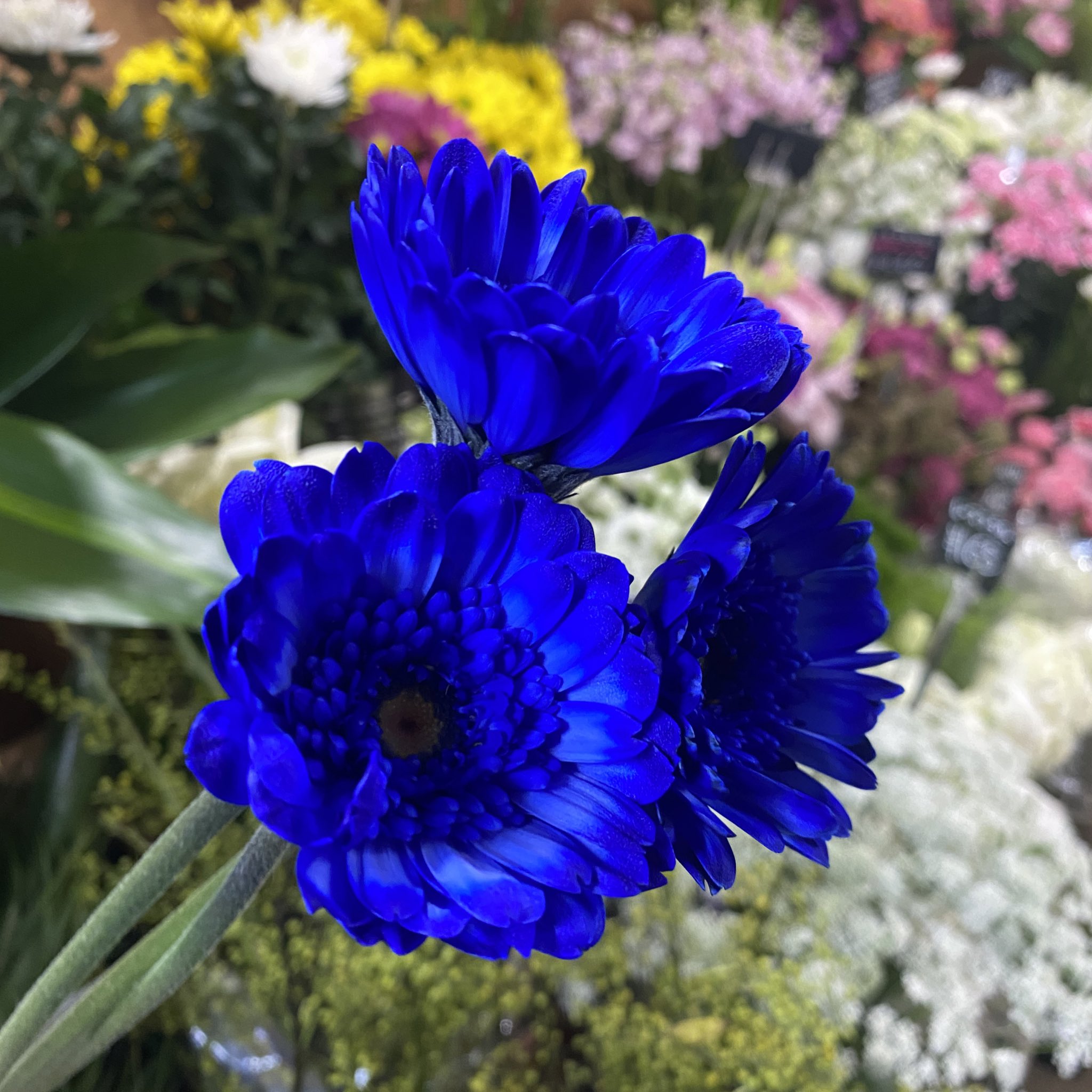 Florist花秀 青いガーベラ 品種名は ブルートレイン 特別な染液で染めてあります 大田区 蒲田 蒲田花屋 花屋 京急蒲田 花秀 ハナヒデ 東邦医大通り ガーベラ ブルートレイン T Co Giwupqiwxp Twitter