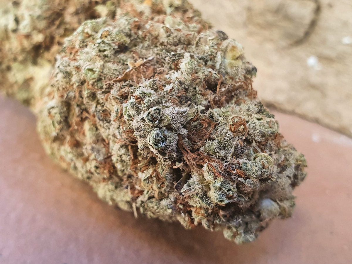 SamsaraSeeds's tweet photo. Stunning capture from our Holy Grail 69 grown by our friends in Michigan π―π―π―π₯π₯π₯π₯.
.
Impresionante captura de nuestro Holy Grail 69 cultivado por nuestros amigos en Michigan π―π―π―π₯π₯π₯π₯.
.
.
.
.
.
.
.
#repost #holygrail69 #samsaraseeds #themysticseeds #hightimes https://t.co/ToEZOBNyOt