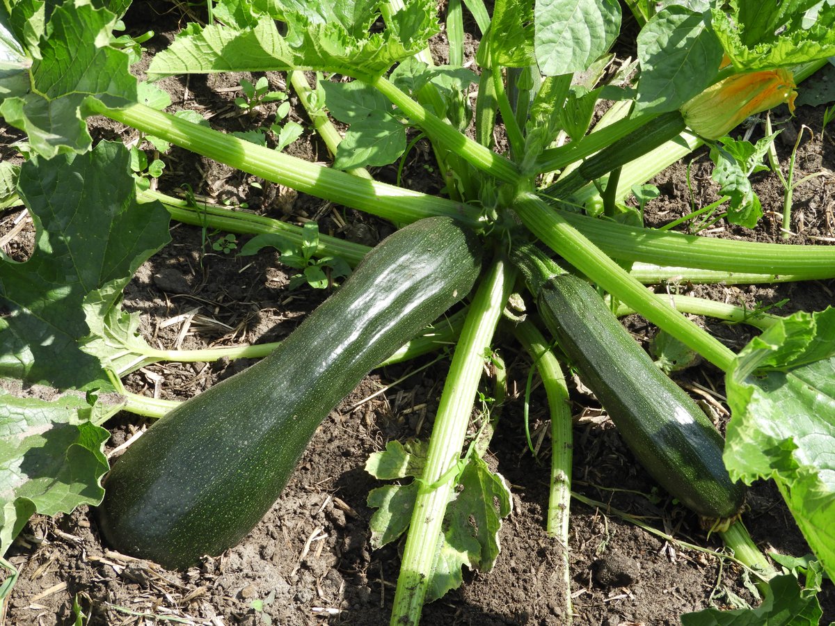 Goedemorgen! Vandaag deel ik wat leuke weetjes over ons bedrijf. Bijvoorbeeld dat we een hele grote groentetuin hebben. Met deze groenten koken wij in het Kooklokaal voor zorgdeelnemers en gasten. Wat er over blijft schenken we aan de Voedselbank.