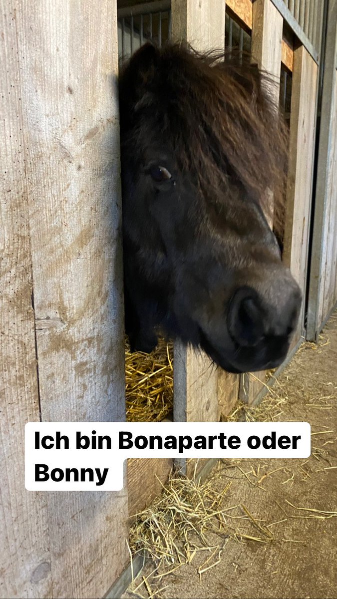 henningning's tweet photo. 😁 #Shettie #Pony https://t.co/GMTagCf41y