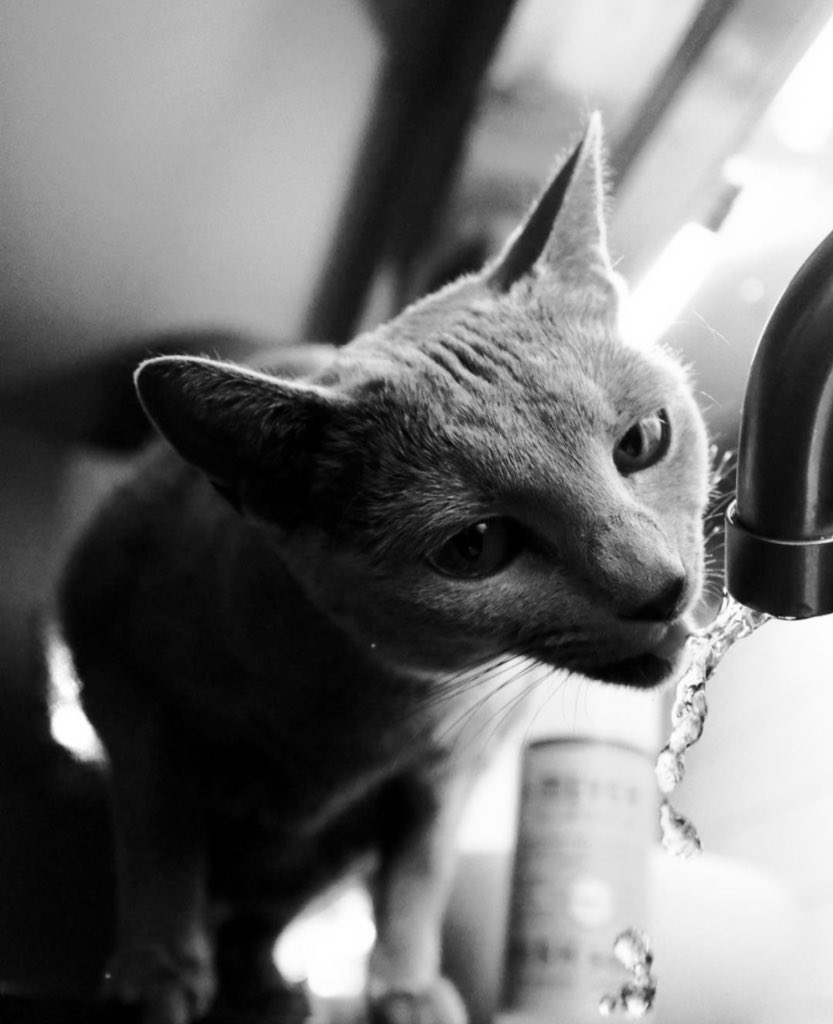 Paul Bettany as his cat Eva.(Very important thread)