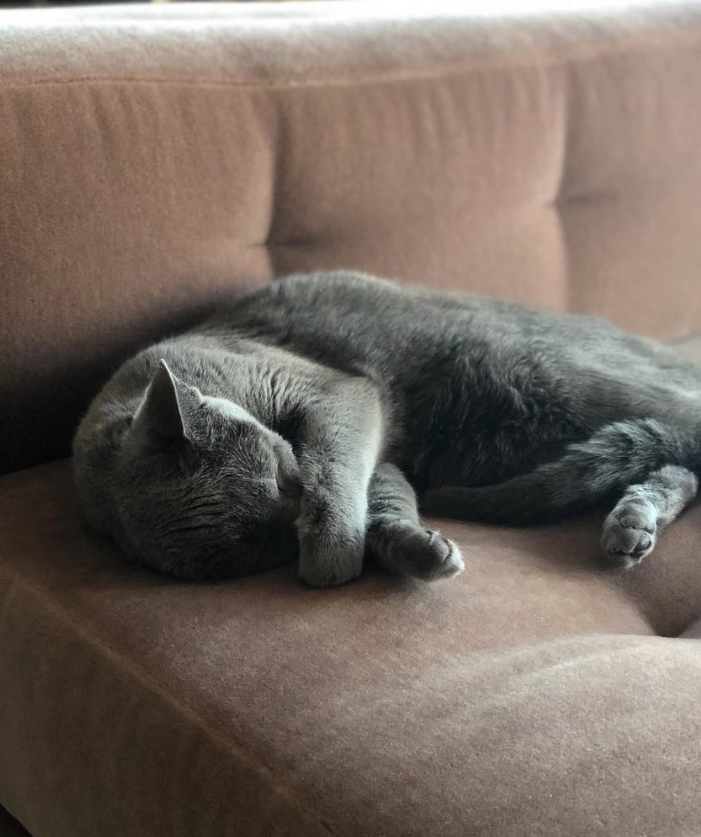 Paul Bettany as his cat Eva.(Very important thread)