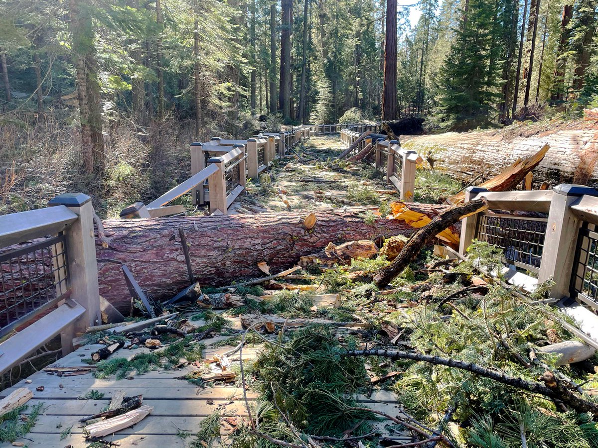 Boardwalk trail through Mariposa Grove with a fallen tree and significant damage.