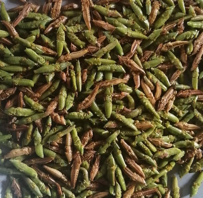 ThermoEnergy4U's tweet photo. #Grasshoppers species are often considered as agricultural pests. However, there are several examples in history in which they have been physically controlled by harvesting and usage as food
Check this thread.
#desertlocusts
#desertlocust
#locusts
#locust
#LocustsforGood https://t.co/DoIsl199UL