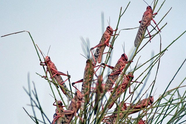 ThermoEnergy4U's tweet photo. #Grasshoppers species are often considered as agricultural pests. However, there are several examples in history in which they have been physically controlled by harvesting and usage as food
Check this thread.
#desertlocusts
#desertlocust
#locusts
#locust
#LocustsforGood https://t.co/DoIsl199UL