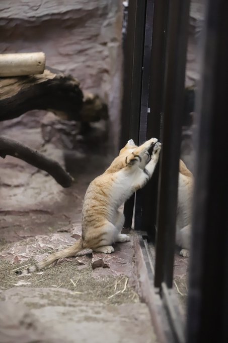 スナネコのtwitterイラスト検索結果