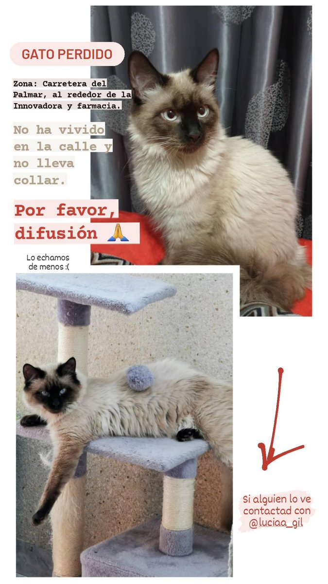 Luciaaaagil's tweet photo. Por si alguien lo ve en Murcia por casualidad... https://t.co/KxgGRpeyqQ