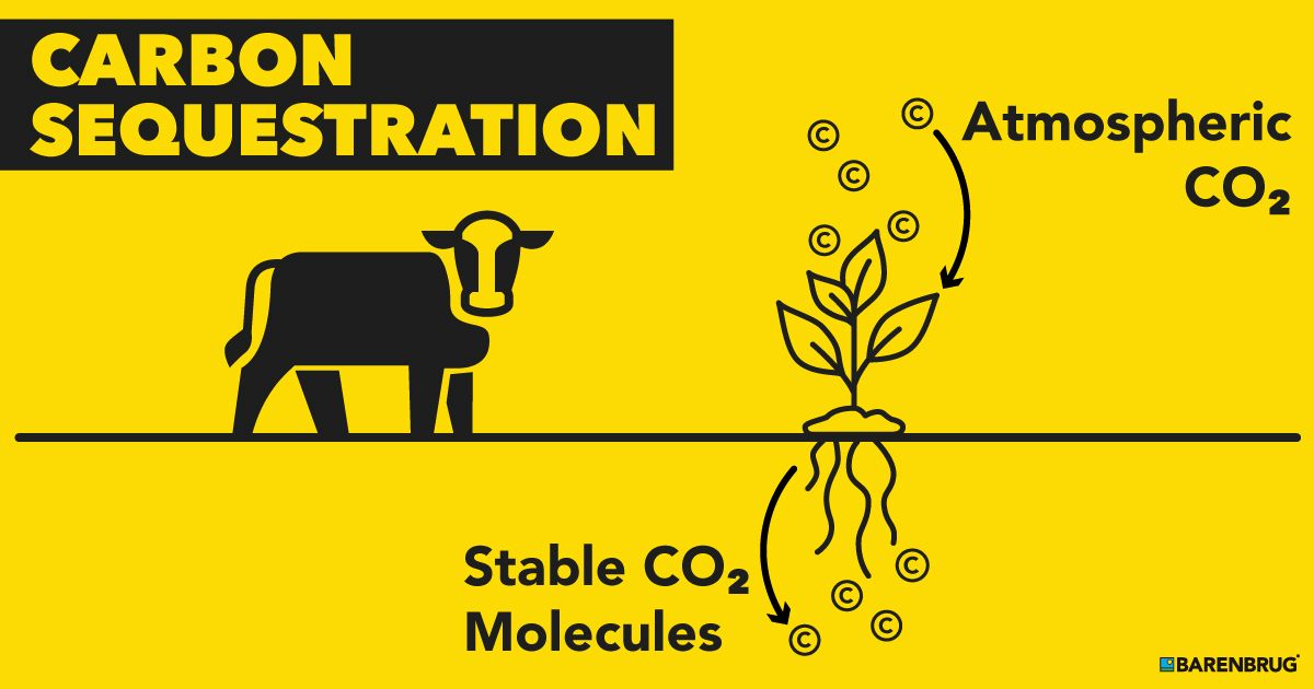 In a study quoted by Oklahoma State University, it was found that up to 268 pounds of carbon could be stored per acre per year on land that is grazed by cattle! 🌎♻️🌱
Learn more about how regenerative grazing practices can help keep our earth green: buff.ly/39tSR4H