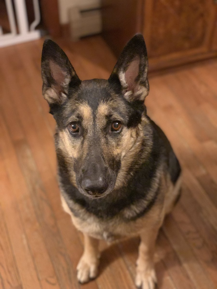 TobiDeer's tweet photo. I’ve been told to show off my dog... #VTuberDog 💜 Her name is Bella! https://t.co/Y6OV0ZFMUO