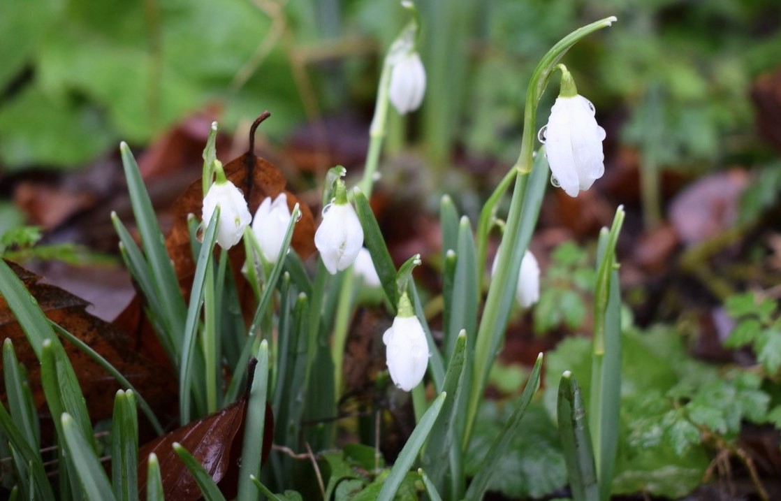 We may be closed for the Winter period but it is so lovely to see the first signs of Spring in our grounds. These delicate snowdrops give us all a sign of hope for the new season to come. Are there snowdrops or other signs of Spring in your garden?