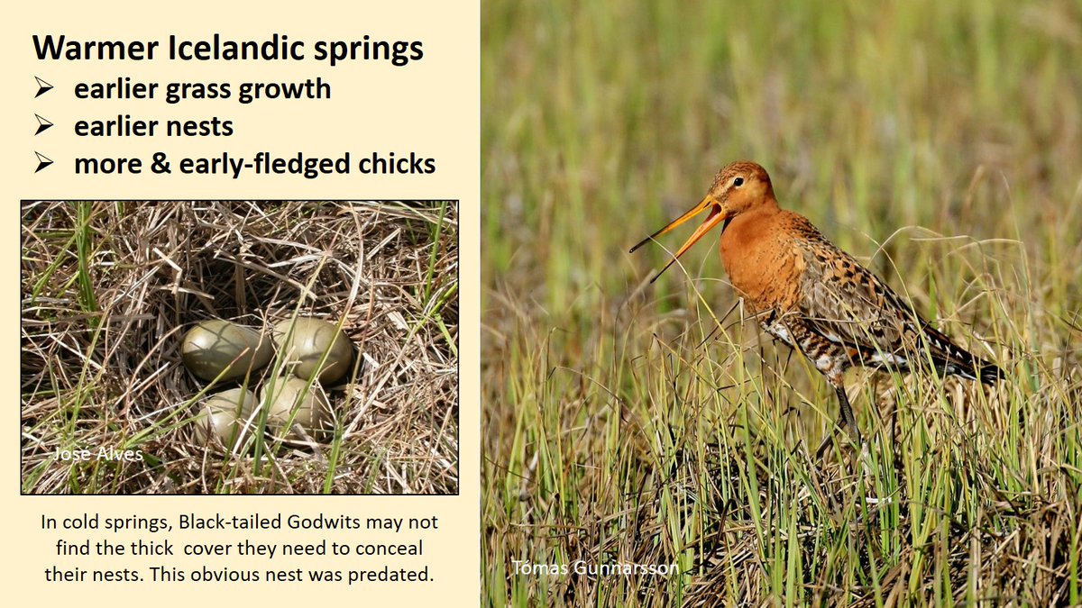 2/7 Warmer springs enable Black-tailed Godwits to breed earlier and in more places, as you can read here:  https://wadertales.wordpress.com/2019/02/15/from-local-warming-to-range-expansion/