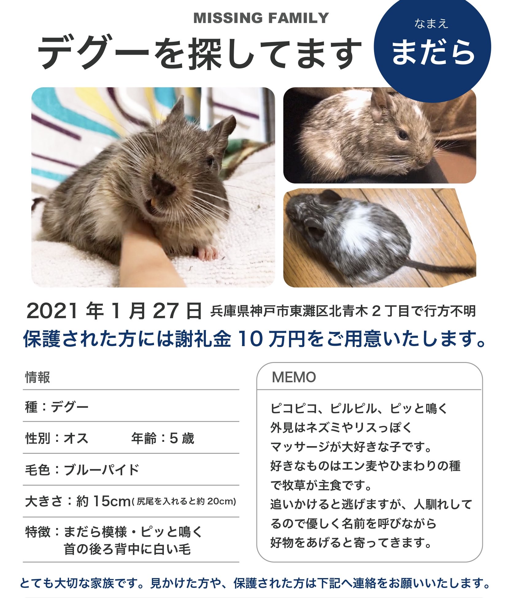神戸で迷いデグー探し中uuumeee 拡散ありがとうございます ベランダに登れるようトンネルやケージを設置したり 周囲に毛布やご飯を置きました 迷子の貼り紙をお願いしたけど 電柱も公園もマンションもコンビニも駅もペット関連以外全滅 子供や