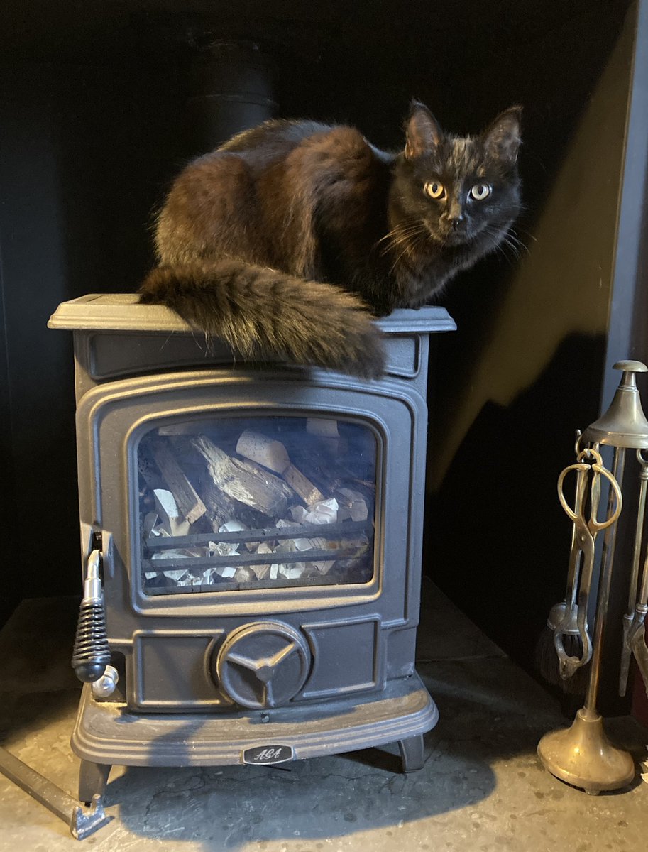 This #Caturday, I do believe I look like I was painted by Vermeer. Yes, today I am a baroque cat 🐈‍⬛❤️❤️❤️ #CatsOfTwitter