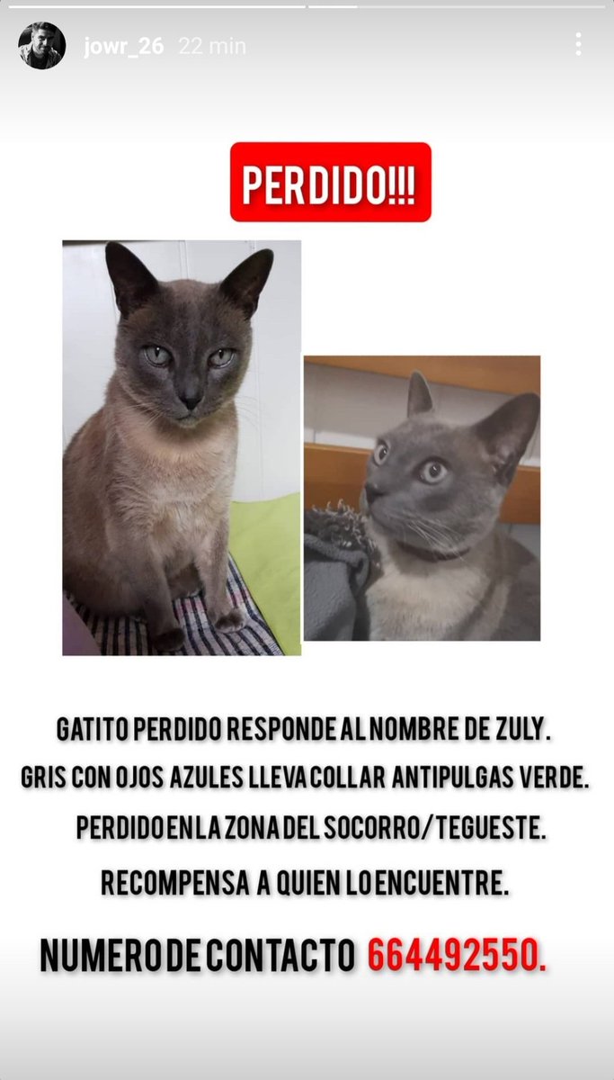 hibiscuzz's tweet photo. Zuly se ha perdido en Tegueste, si saben algo escriban al número de la foto, por fa 🙏🏼🙏🏼🙏🏼 https://t.co/05lBErgl6f
