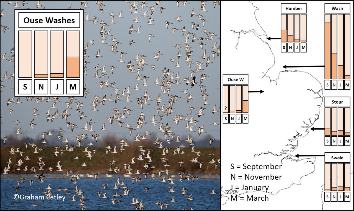 6/7 For instance, a Black-tailed Godwit might moult on the Wash, spend the first part of the winter on the Humber and then move to the Ouse or Nene Washes in February, before flying to Iceland - then do the same thing for the next 20 years!