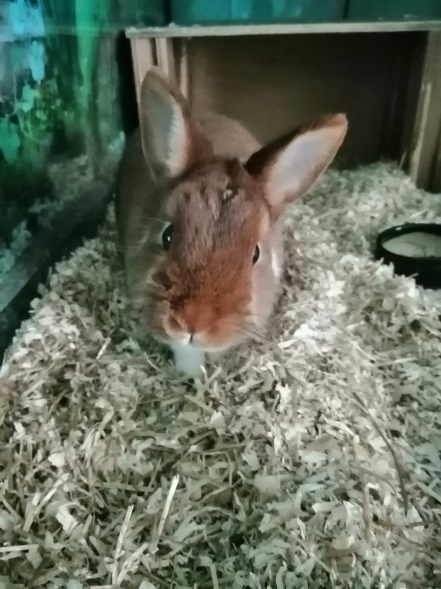 Hello ...

 #bunniesworldwide #love #兔子 #jänikset #cute #bunniesofinstagram #pets #lapin #kaninchenaufinstagram #토끼 #petsofinstagram #kaninchenleben #animals #rabbitlove #rabbitlife #tiere #petsofig