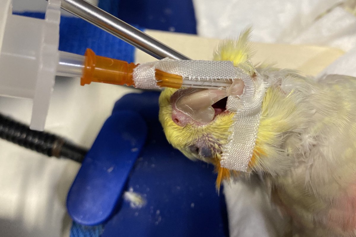 nachorredondo's tweet photo. Hoy, en “Curso de anestesia #veterinaria para anestesiólogos de humana”, cómo intubar un periquito de 40 gr con un catéter del 14G https://t.co/8VDwK91WNJ