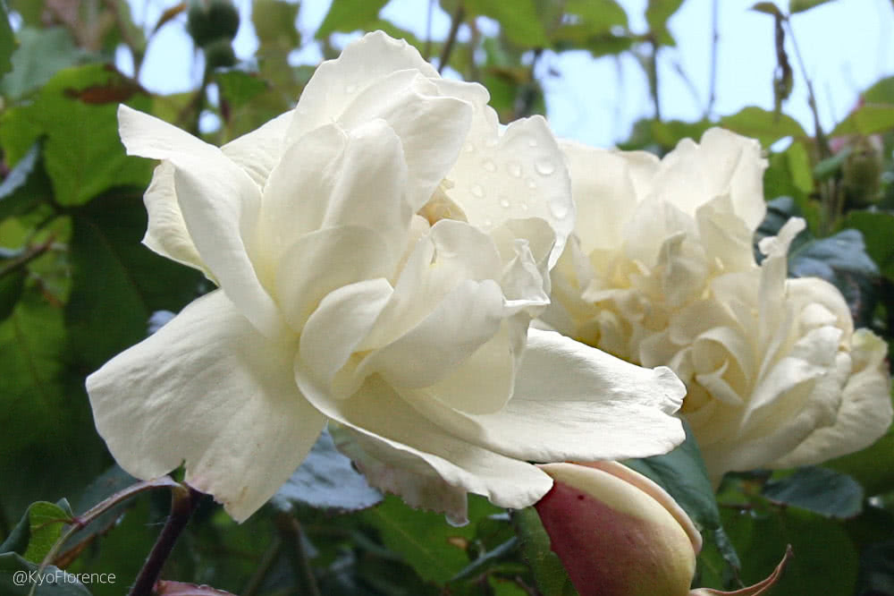 Kyo 薔薇 Roses 庭の花 Dansmonjardin Inmygarden 薔薇 Rose 花 Fleurs Flowers