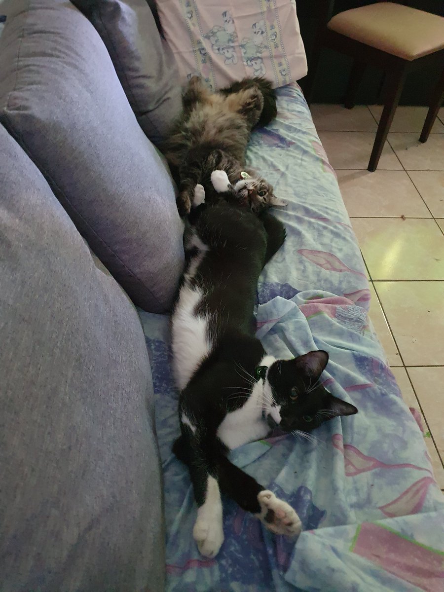 MarcePache1's tweet photo. Día 318 Cuarentena Remoto Cierre:
(Segunda Parte)
Yo : 🧟☕
Mishis:
#cuarentena #catlover #lovecats #HomeOffice https://t.co/UiW4AvCybz