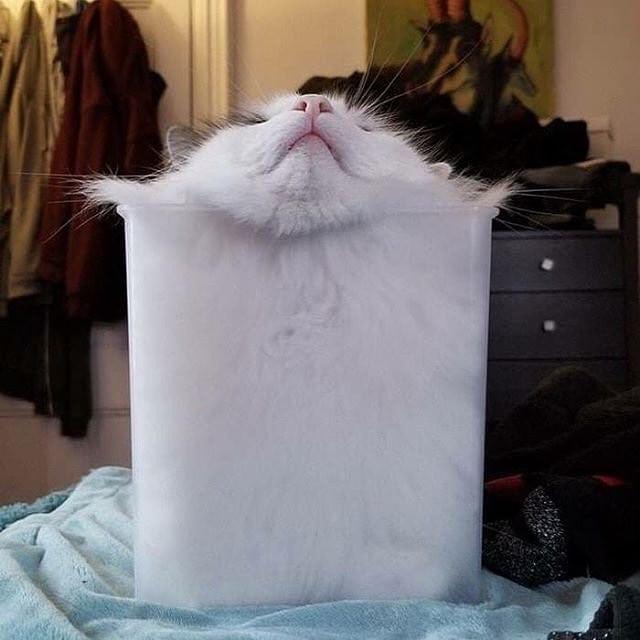 Why you should have a cat tweet media