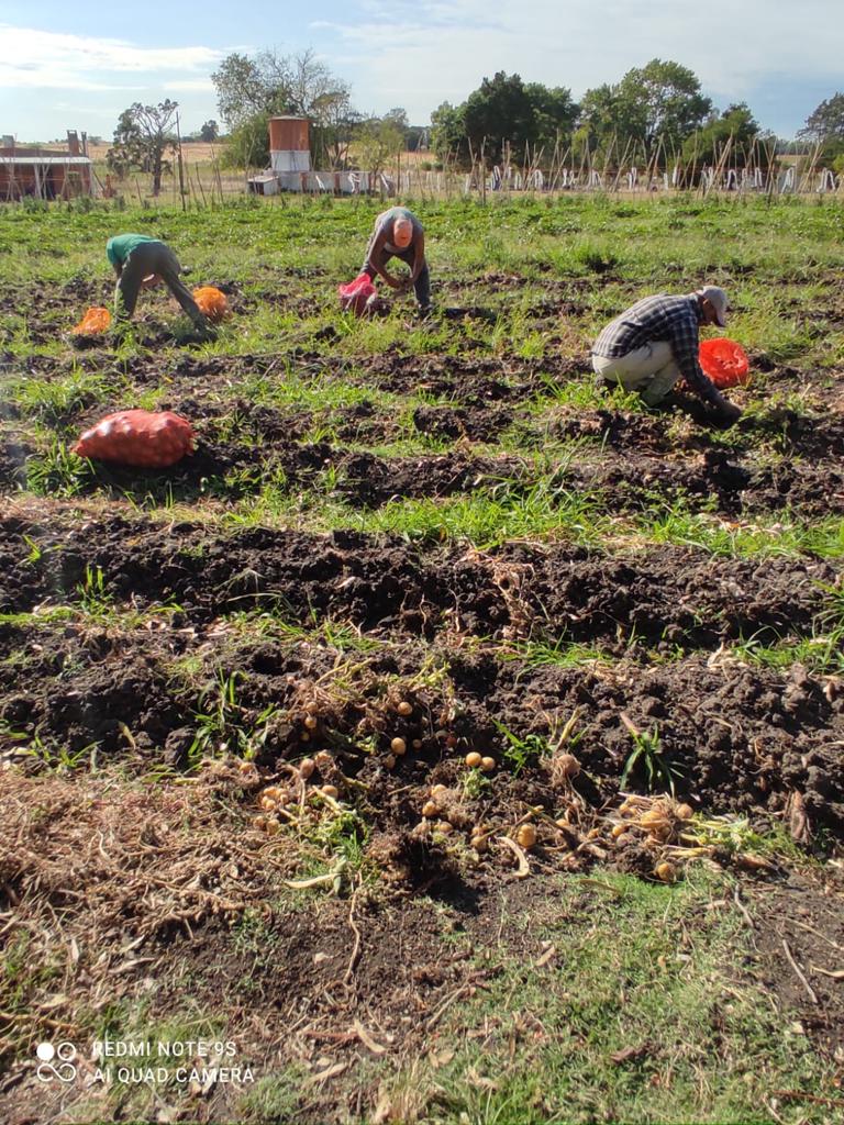 Minterioruy's tweet photo. Con la colaboración de la @sanjosegobierno, 9 personas privadas de libertad de la Unidad Nº 10 realizaron la primera cosecha de papa como parte del #ProyectoChacra del #INR.🥔 https://t.co/FajP4AZsRb