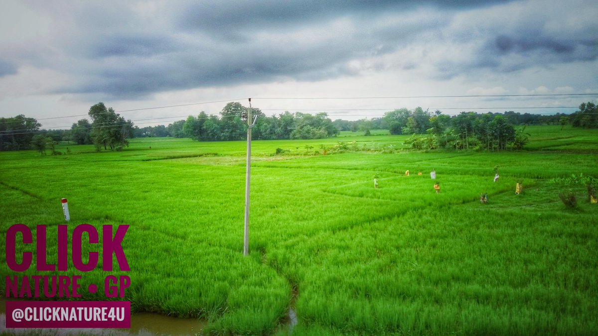 clicknature4u's tweet photo. Who does not like such beauty. Nobody wants to put a foot behind it. #green #nature #beauty #beautiful #clicknature4u https://t.co/wgwT21vT0j