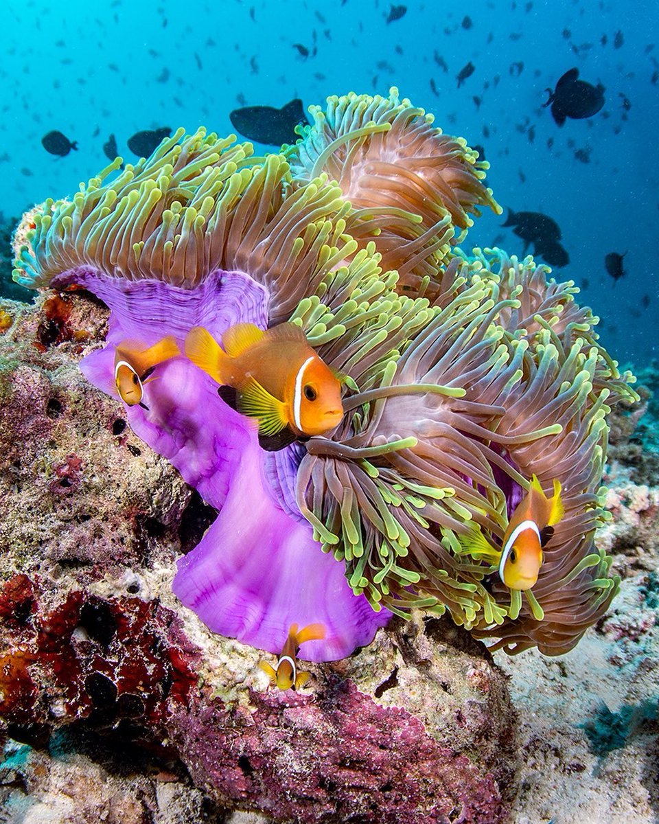 Diveasapp tweet media