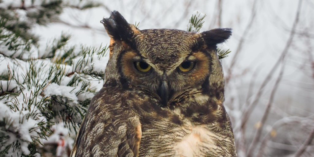 StateMuseumPA's tweet photo. On a cold winter night you might hear a great horned owl hooting from a tree in your yard.  While most owls are nocturnal, this large predator may hunt at dusk or dawn. You never know hoo, hoo-hoo, hoo, hoo is #InYourYard! #WinterinPA #AnimalsinWinter https://t.co/LTYnaOHDHB