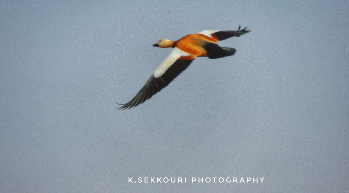 KSekkouri's tweet photo. #nature #PHOTOS #birdphotography #Tiout #Algeria https://t.co/XZbeGrlpU3