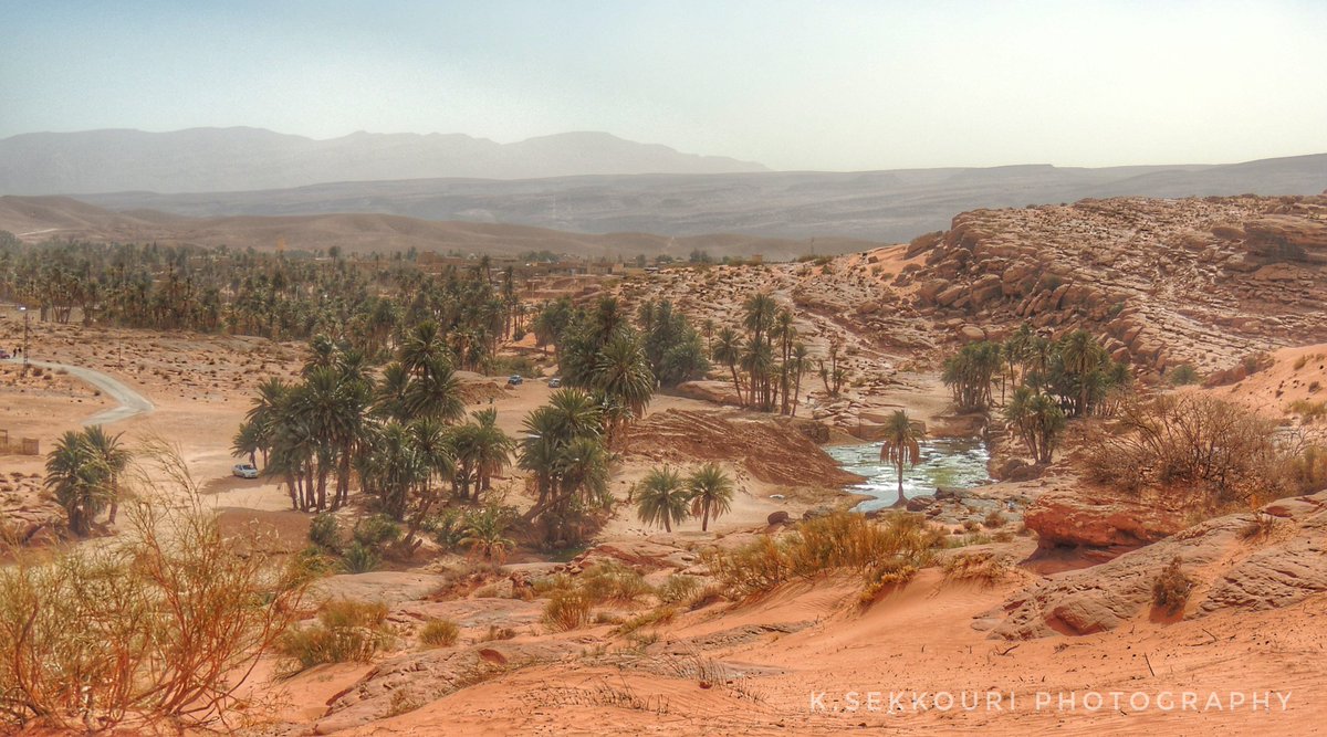 KSekkouri's tweet photo. #nature #PHOTOS #birdphotography #Tiout #Algeria https://t.co/XZbeGrlpU3