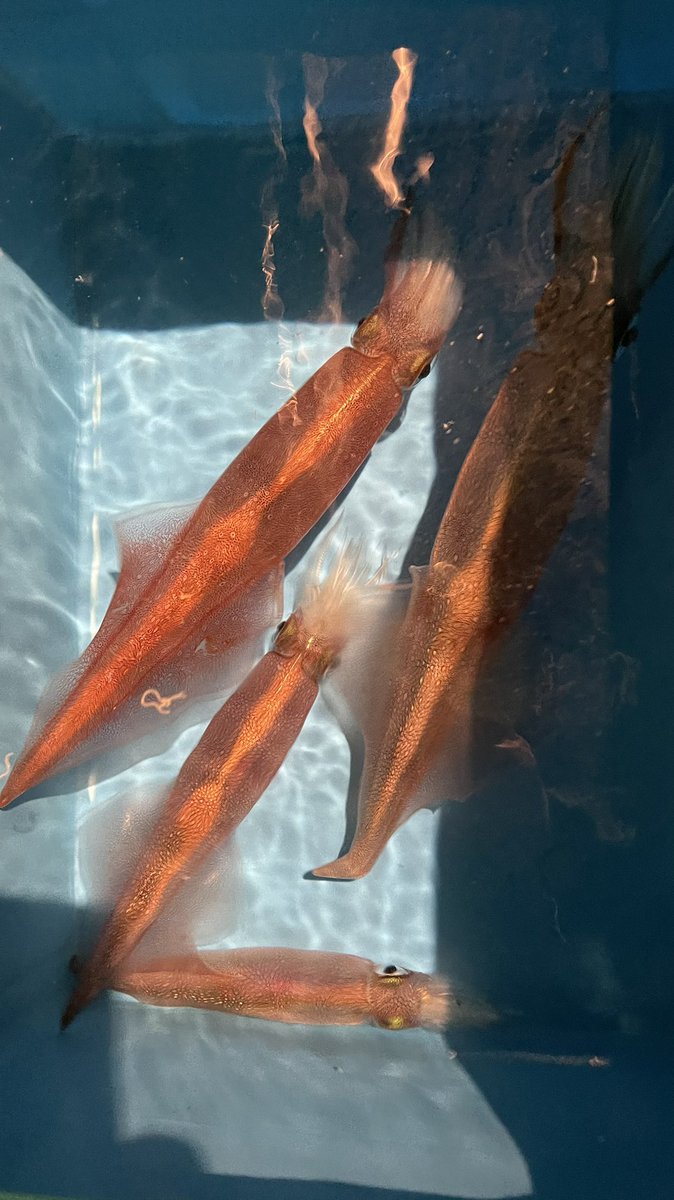 烏賊釣りセブン 初島沖半夜ヤリイカ 撃沈丸でした トップの人は9杯 あまりにも釣れなさすぎて沖上がり時刻待たずに納竿する人続出 自分は最後まで粘ったけど30分前にギブアップ ヤリイカの 誘い方がわからない 烏賊釣りセブン 初島沖半夜ヤリイカ 撃沈丸でした トップの人は9杯 あまりにも釣れなさすぎて沖上がり時刻待たずに納竿する人続出 自分は最後まで粘ったけど30分前にギブアップ ヤリイカの 誘い方がわからない