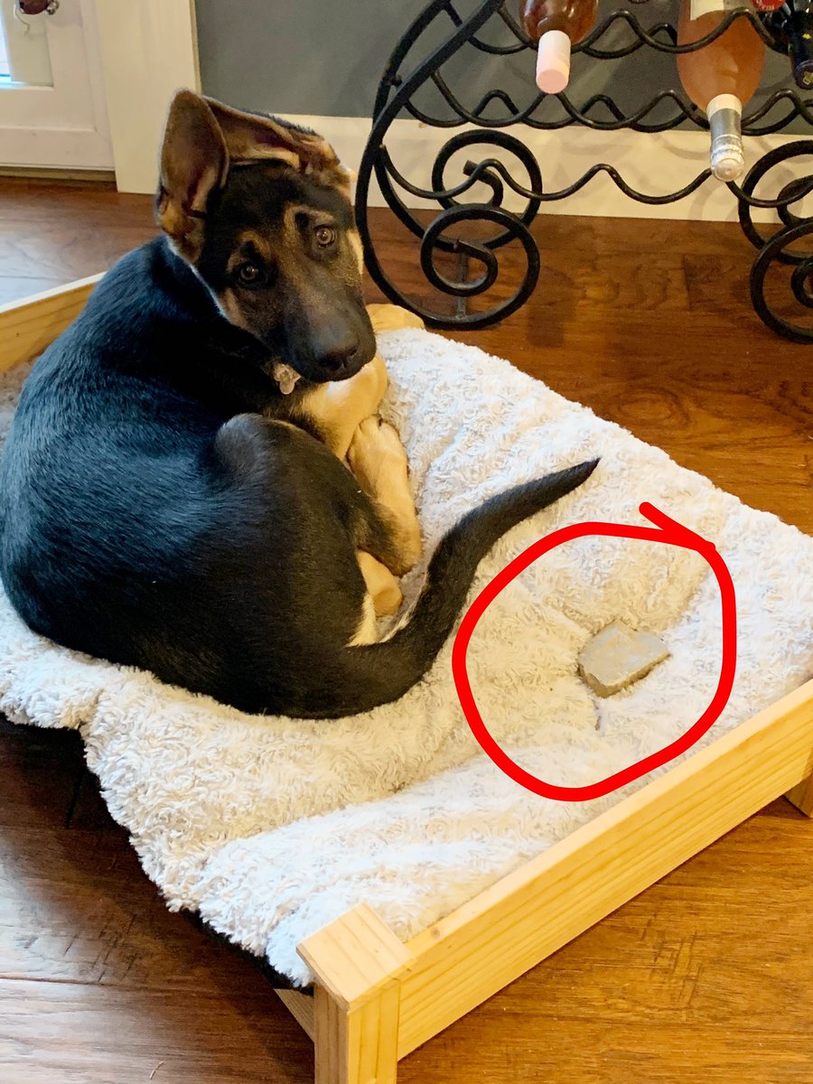 Cami Ryan, PhD tweet media