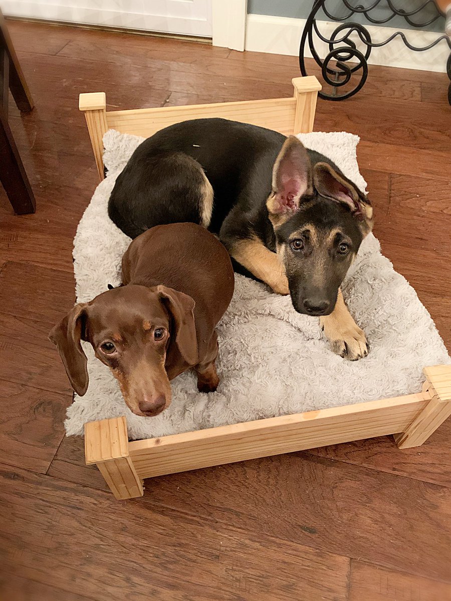 Cami Ryan, PhD tweet media