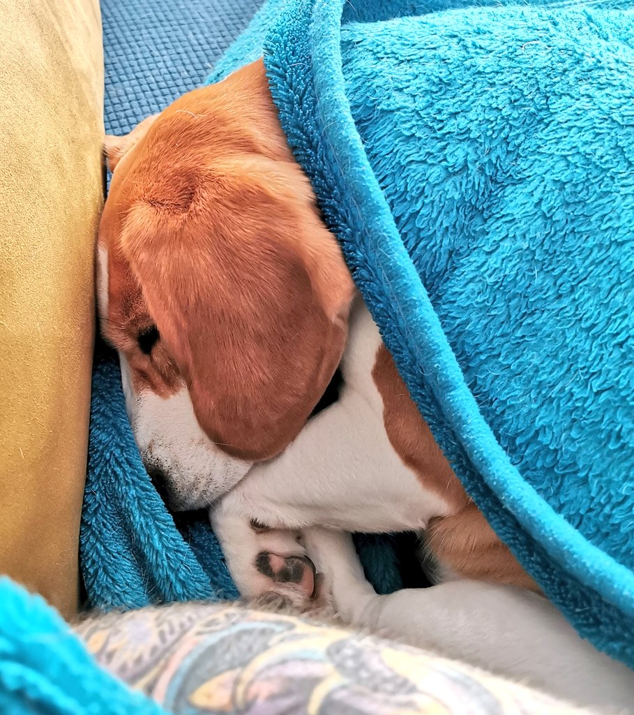 I iz having a snoozy Saturday.

#beagle #beaglepuppy #beaglesofglasgow #houndsofglasgow #hounddog #dogsofglasgow #RescueDog #snoozles #familypack #monsterpups #LittlestMonsterpup