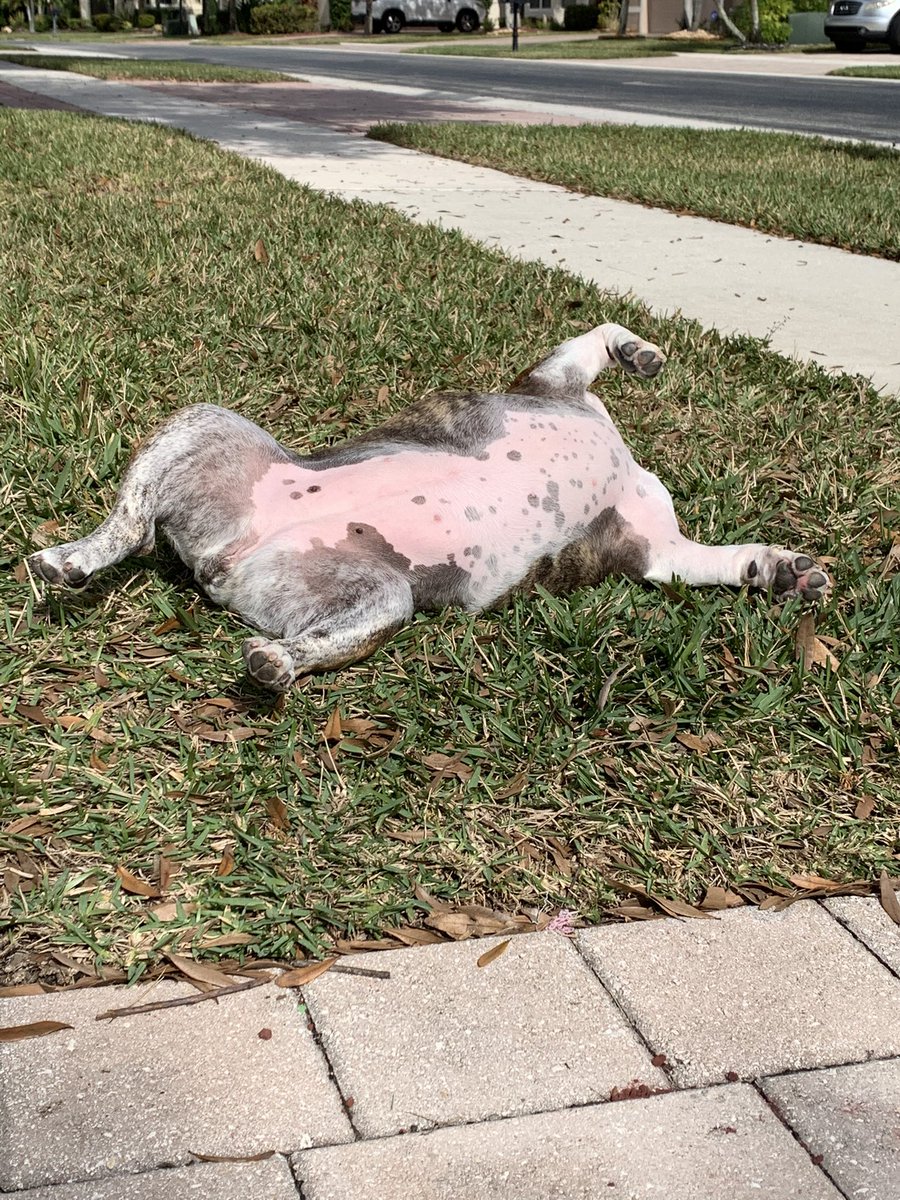 AnglerMasked's tweet image. Y’all love sunbathing as much as me? Could lay here all day but my dad says it’s getting too hot. 🐶